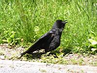 Corbeau noir (Photo F. Mrugala) (1)